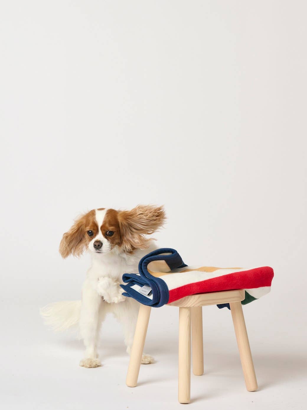Casco Bone Mini Pet Blanket