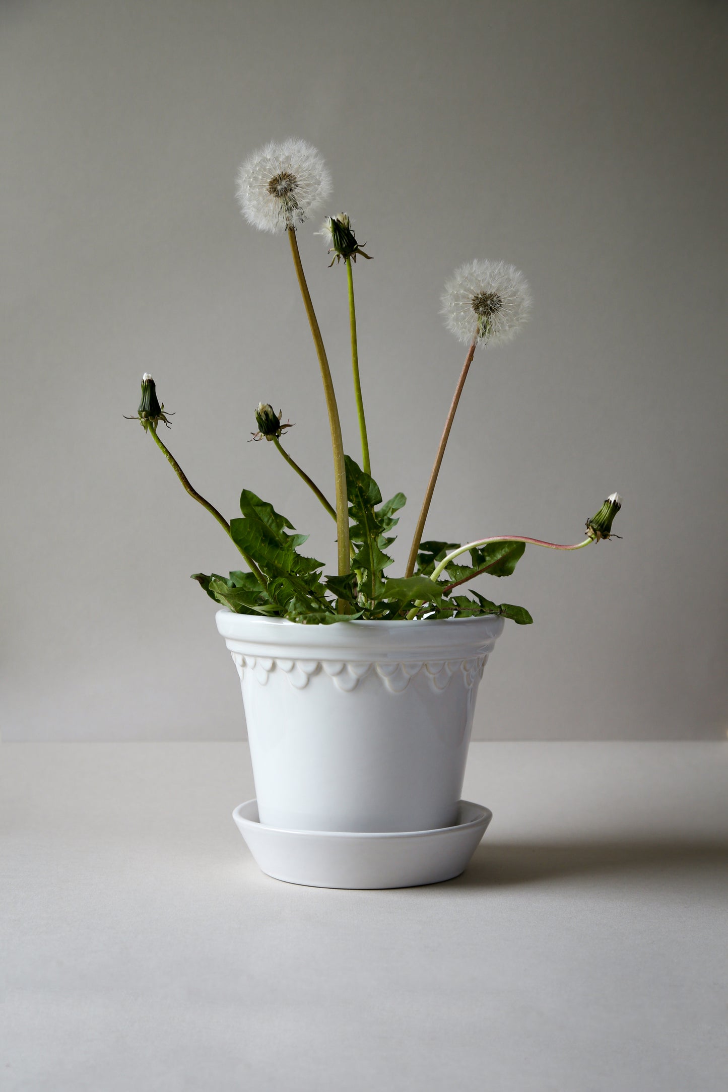 Københavner Pot with Saucer - Glazed Mineral White