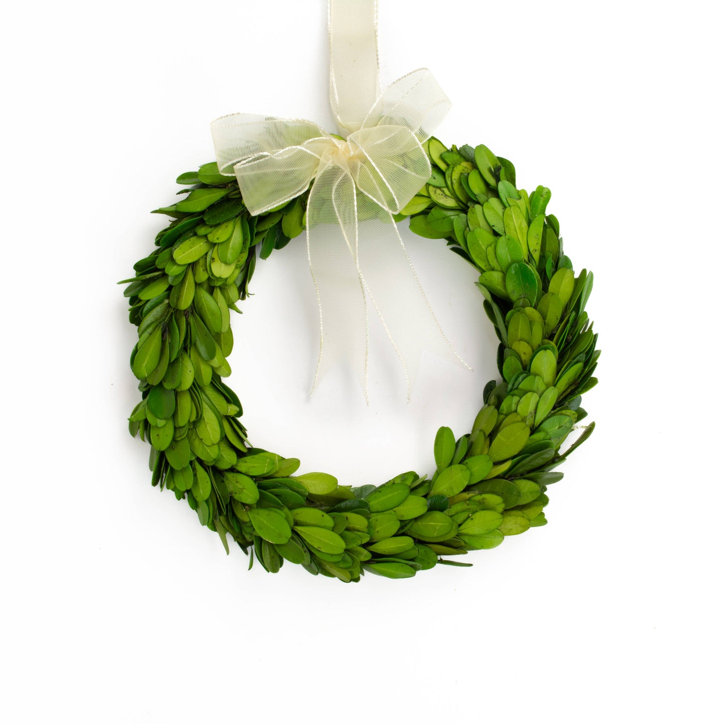 8" Preserved Boxwood Wreath with Ribbon - Medium