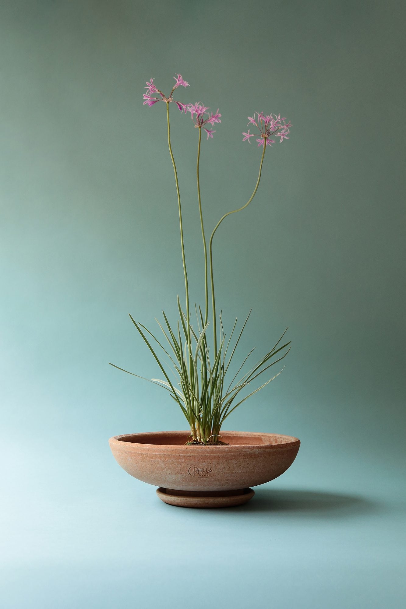 Ada Bowl with Saucer - Raw Rosa - 35cm